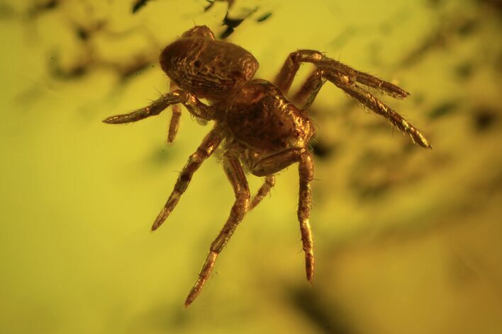 Detailed Fossil Spider (Aranea) In Baltic Amber #87203